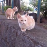 慢性頭痛を自分で改善する動画です。　　せぼね研究室