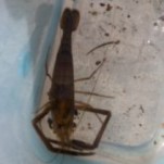 またまた自然遊びしてきました！！　　せぼね研究室