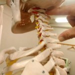 首の動きに大切なもの　～キリンも同じ～　　名古屋の整体院　　せぼね研究室