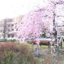 鶴舞公園　　桜。　名古屋の整体院　せぼね研究室　