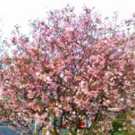 大須ー矢場町間にある公園　八重桜　桃　チューリップ　名古屋の整体　せぼね研究室　